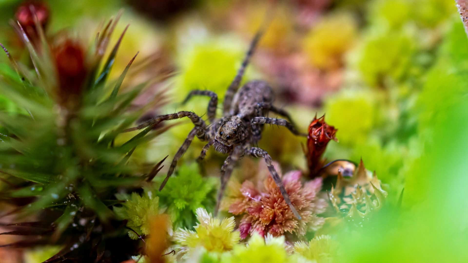Redni letni ZBOR ČLANOV Muzejskega društva Škofja Loka – 12. marca 2026 ob 19.00 v Kašči